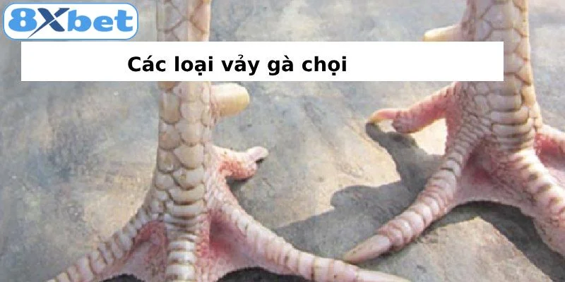 Hướng dẫn cách xem vảy gà các loại vảy gà